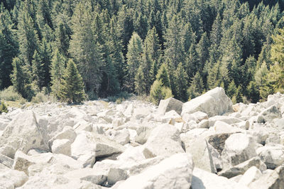 Pine trees in forest