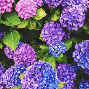 Close-up of purple flowers