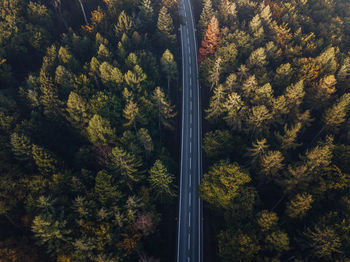 Aerial view of road in forest