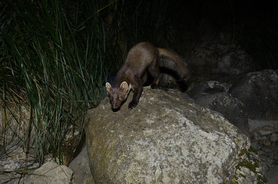 Cat sitting on rock