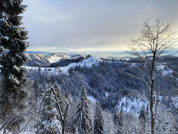 Scenic view of snow covered forest against sky