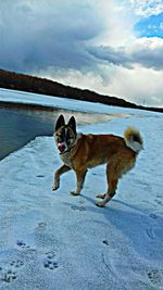 Portrait of dog in snow