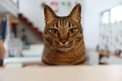 Close-up portrait of a cat at home