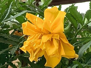 Close-up of yellow flowering plant