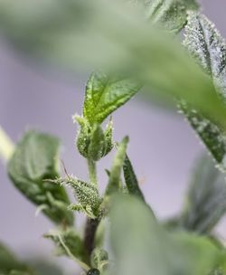 Close-up of green plant