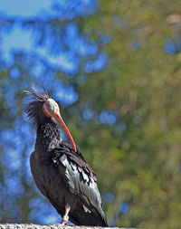 Low angle view of bird perching on branch