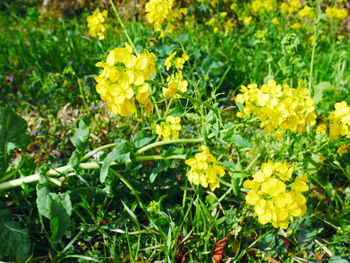 Close-up of yellow flowering plants