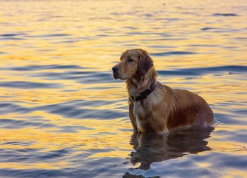 Close-up of dog in lake