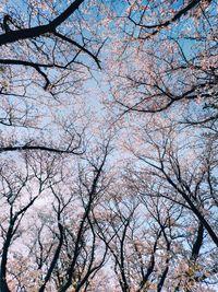 Low angle view of tree against sky