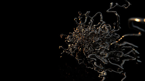 Close-up of plant against black background