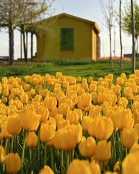 Close-up of yellow tulips on field