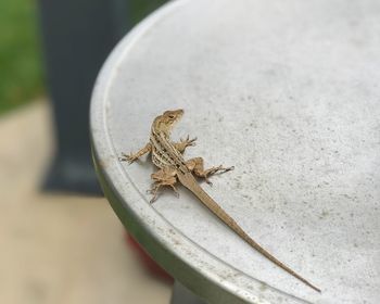 Close-up of lizard on edge of white table