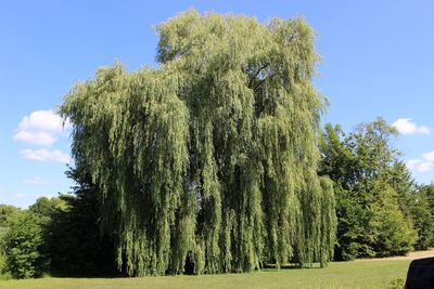 Low angle view of trees against sky