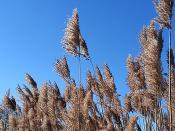 Low angle view of frozen trees against blue sky