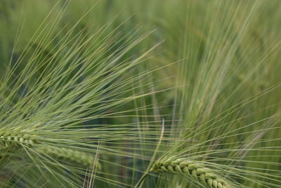 Close-up of stalks in field