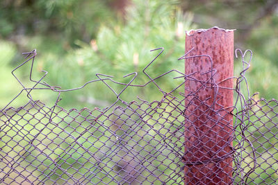 Close-up of fence