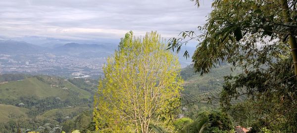 Scenic view of tree mountains against sky