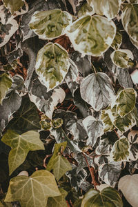 High angle view of plant leaves on field