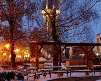 Bare trees in park at night