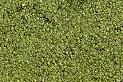 Full frame shot of duck weed