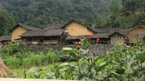 Plants and houses against trees and buildings