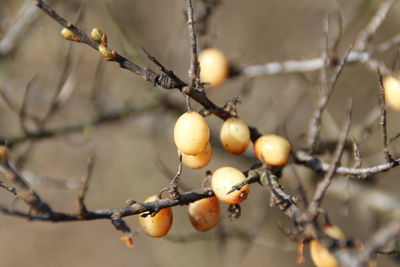 Close-up of berries growing on tree