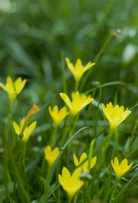 Close-up of yellow flowering plants on field