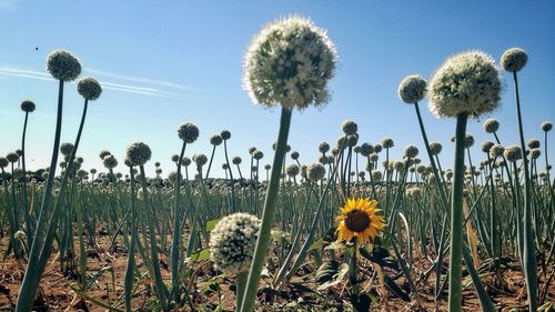 Close-up of dandelion flowers in field