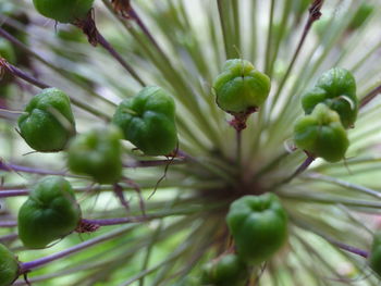 Low angle view of fruits on tree