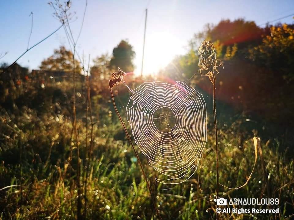 plant, nature, focus on foreground, spider web, sky, day, field, fragility, land, sunlight, no people, outdoors, vulnerability, beauty in nature, close-up, tree, growth, sunset, tranquility, animal, complexity