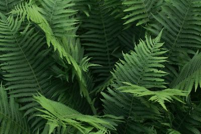 High angle view of fern leaves