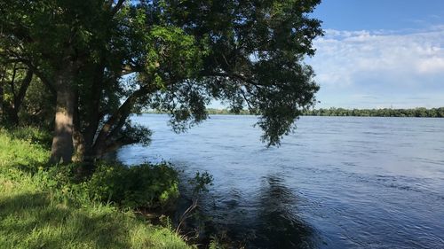 Scenic view of lake in forest