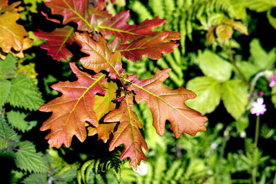 Close-up of maple leaves on tree during autumn