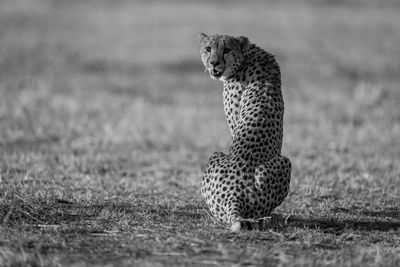 Cheetah on field