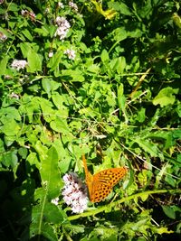 Close-up of butterfly on plants