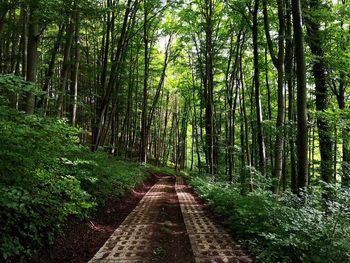 Walkway amidst trees in forest