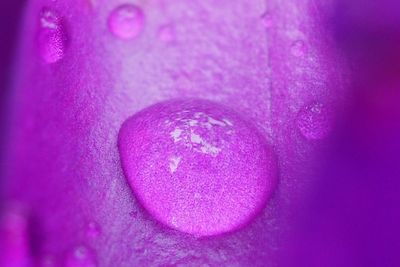 Close-up of purple water