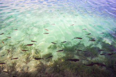 Flock of fish swimming in sea