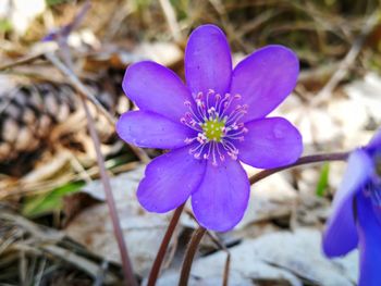 Close-up of purple crocus flowers