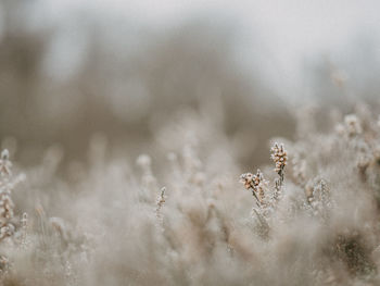 Selective focus photo of frosty heather on a cold, winters morning.