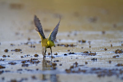 Close-up of bird flying