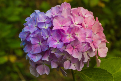 Close-up of purple flowers blooming outdoors