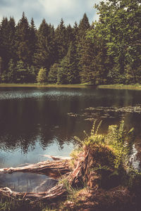 Scenic view of lake in forest against sky