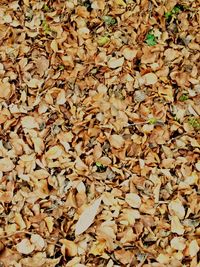 Full frame shot of dry leaves
