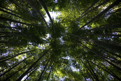 Low angle view of bamboo trees in forest