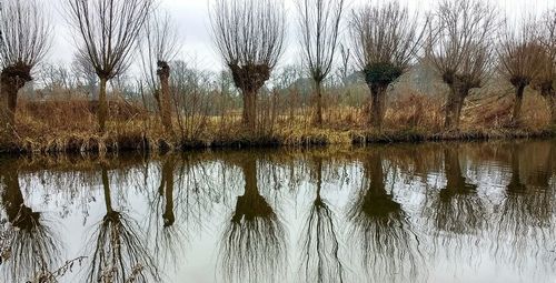 Reflection of trees in water