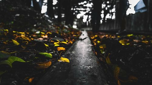 Surface level of leaves on footpath