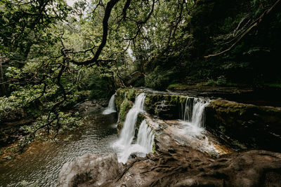View of waterfall in forest