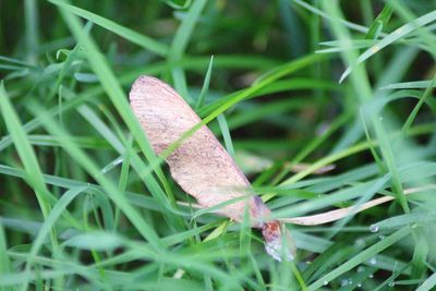 Close-up of butterfly on grass