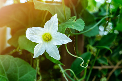 Close-up of flowering plant